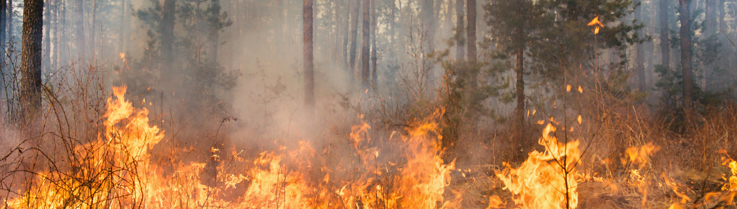 image of forest fire