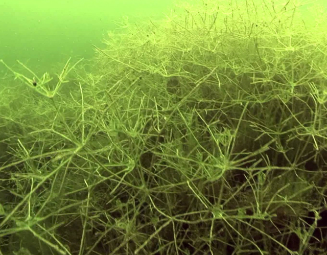 Starry Stonewort image