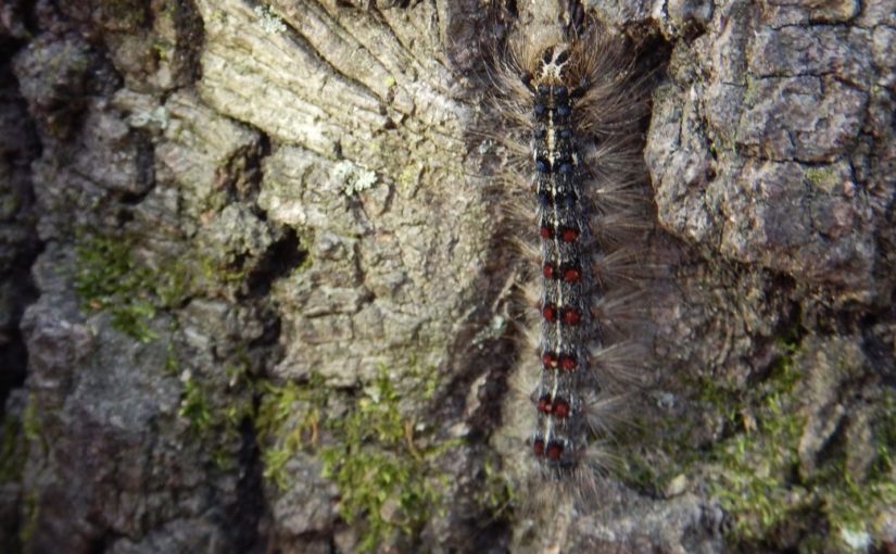 caterpillar on tree